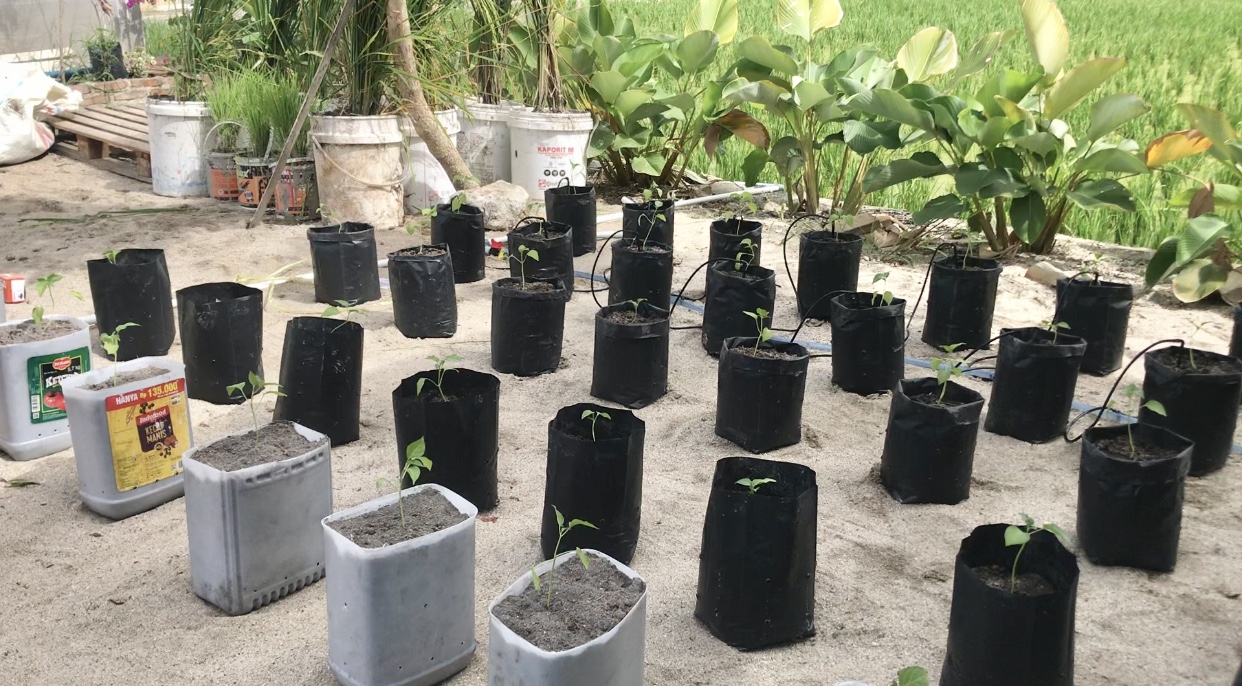 Program Budidaya Cabe dengan Sistem Hidroponik 